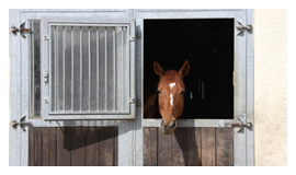 Ansicht einer Fensterbox mit Pferd